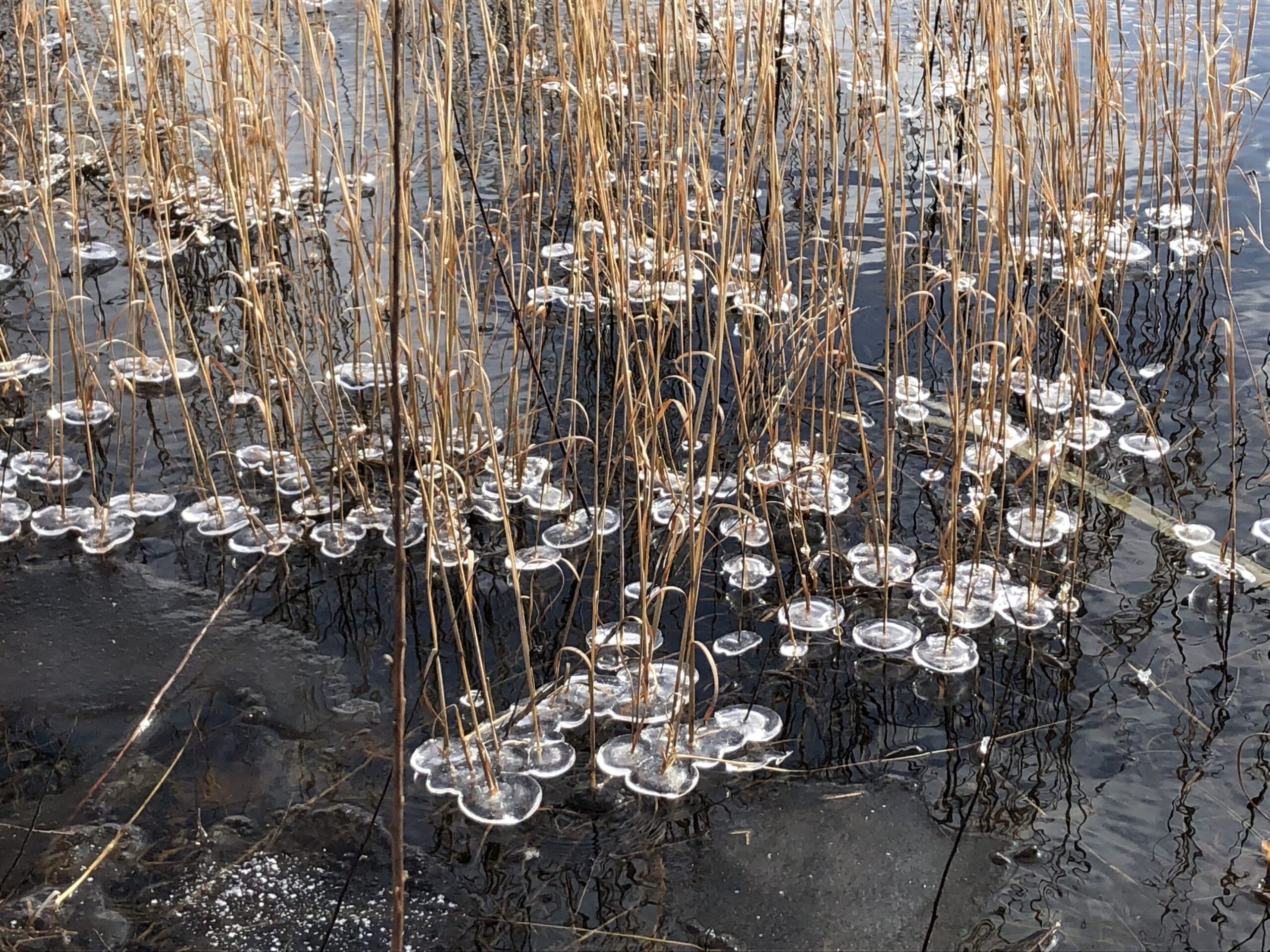 ice disks on grasses